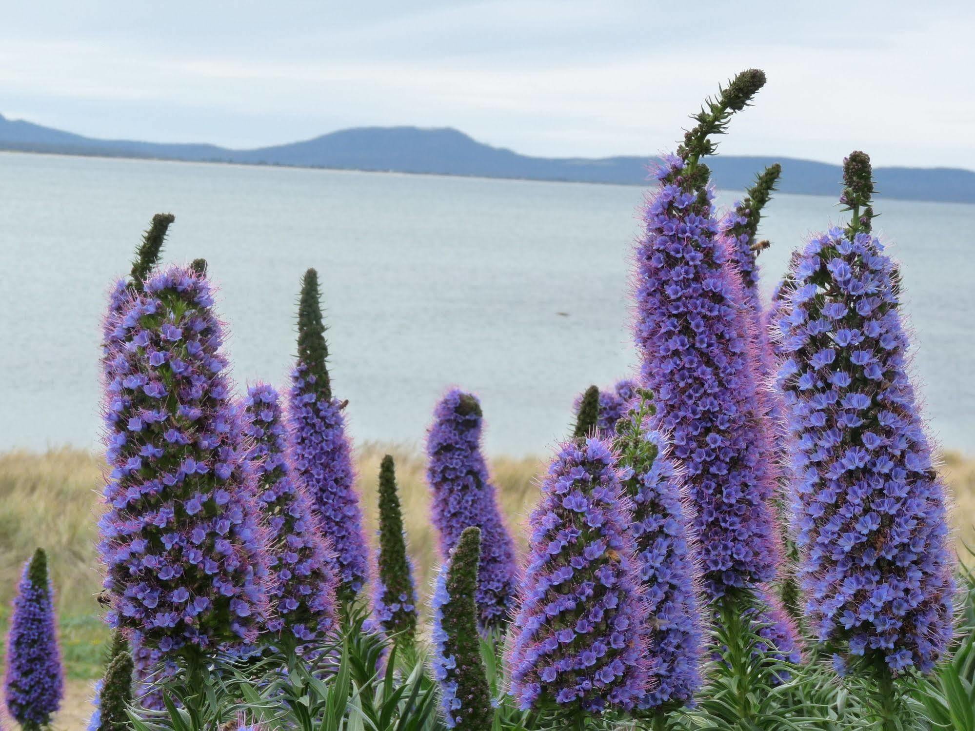 Swansea Motor Inn Tasmania Bagian luar foto